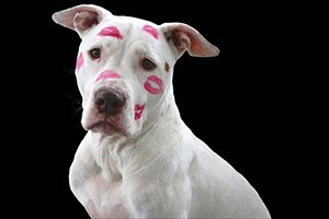 psicotecnico-animales-peligrosos-en-madrid